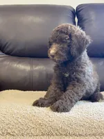 Maylene, a female Poodle - Standard  for sale in Elkton, KY – 3 of 5