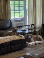 Stephanie, a female Weimaraner for sale in Elkton, KY – 3 of 6