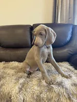 Isabel the second, a female Weimaraner for sale in Elkton, KY – Photo 7 of 8