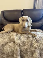 Isabel the second, a female Weimaraner for sale in Elkton, KY – Photo 8 of 8