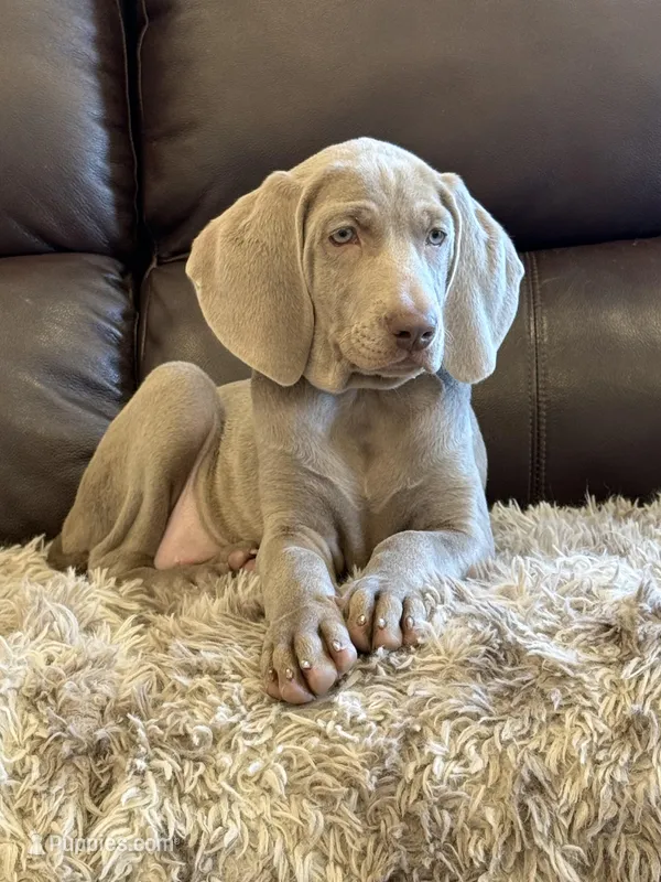 Isabel the second – Weimaraner puppy for sale in Elkton, KY