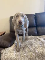 Isabel the second, a female Weimaraner for sale in Elkton, KY – Photo 3 of 8