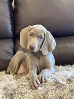Isabel the second, a female Weimaraner for sale in Elkton, KY – Photo 2 of 8