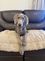 Big John , a male Weimaraner for sale in Elkton, KY – 2 of 10