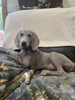 Jessica, a female Weimaraner for sale in Elkton, KY – Photo 3 of 9