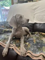 Jessica, a female Weimaraner for sale in Elkton, KY – Photo 9 of 9