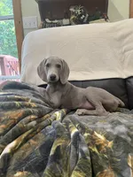 Jessica, a female Weimaraner for sale in Elkton, KY – Photo 7 of 9