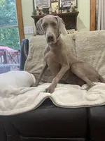 Jessica, a female Weimaraner for sale in Elkton, KY – Photo 4 of 9