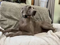Jessica, a female Weimaraner for sale in Elkton, KY – Photo 5 of 9