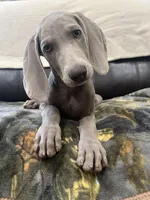 Jessica, a female Weimaraner for sale in Elkton, KY – Photo 1 of 9
