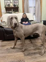 Jessica, a female Weimaraner for sale in Elkton, KY – Photo 6 of 9