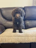 Lil John, a male Poodle - Standard  for sale in Elkton, KY – 5 of 7