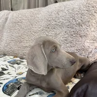 Patricia, a female Weimaraner for sale in Elkton, KY – Photo 3 of 9