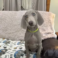 Patricia, a female Weimaraner for sale in Elkton, KY – Photo 4 of 9
