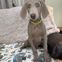 Patricia, a female Weimaraner for sale in Elkton, KY – Photo 9 of 9