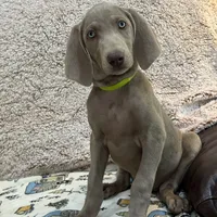 Patricia, a female Weimaraner for sale in Elkton, KY – Photo 2 of 9