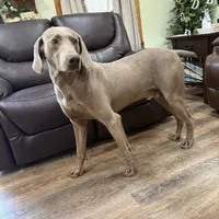 Patricia, a female Weimaraner for sale in Elkton, KY – Photo 7 of 9