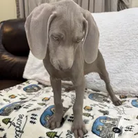 Stephanie, a female Weimaraner for sale in Elkton, KY – Photo 2 of 10