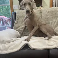 Stephanie, a female Weimaraner for sale in Elkton, KY – Photo 8 of 10