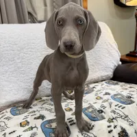 Stephanie, a female Weimaraner for sale in Elkton, KY – Photo 3 of 10