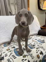 processed/44f5ffc6-204b-47b5-9fd0-f38d0cdc903c/listing/9521a399-1dda-495b-9165-fd98e841f444/6fa705e3-96d8-4b0c-9db8-42e35ef216d3