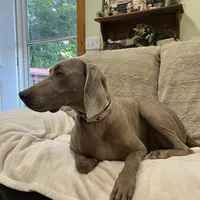 Stephanie, a female Weimaraner for sale in Elkton, KY – Photo 7 of 10