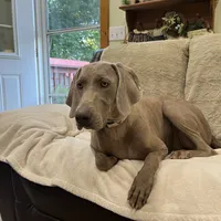 Stephanie, a female Weimaraner for sale in Elkton, KY – Photo 6 of 10