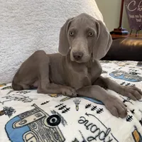 Stephanie, a female Weimaraner for sale in Elkton, KY – Photo 4 of 10