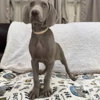 Stephanie, a female Weimaraner for sale in Elkton, KY – Photo 5 of 10