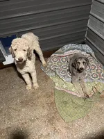 Isabel, a female Poodle - Standard  for sale in Elkton, KY – Photo 2 of 4