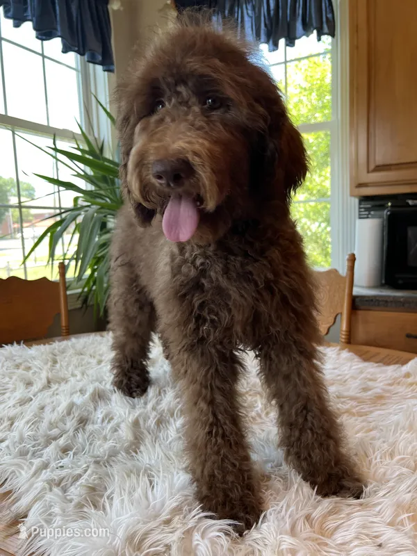 Isabel, a female Poodle - Standard  for sale in Elkton, KY – Photo 1 of 4