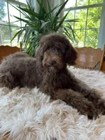 Isabel, a female Poodle - Standard  for sale in Elkton, KY – Photo 3 of 4