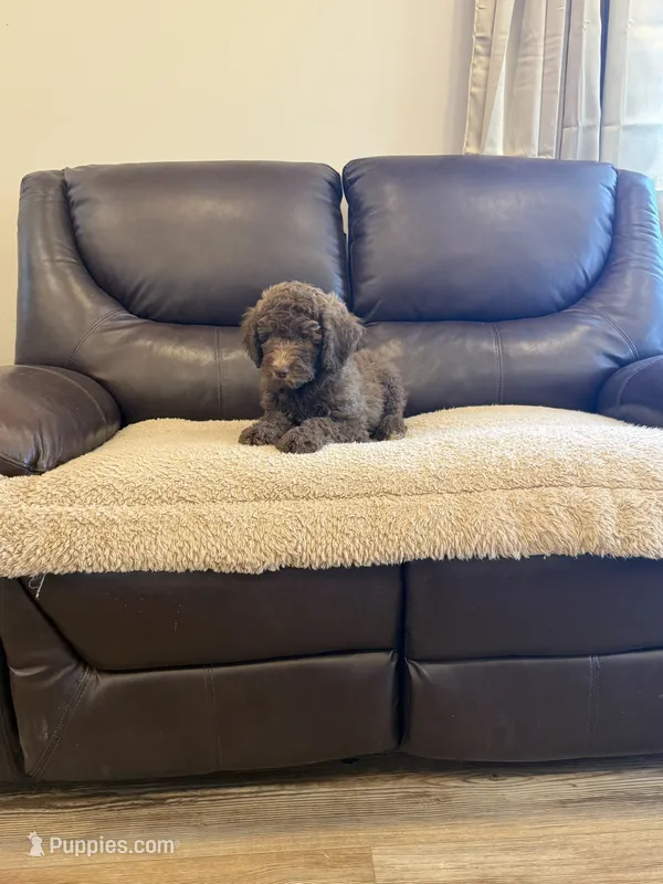 Maylene – Poodle - Standard  puppy for sale in Elkton, KY