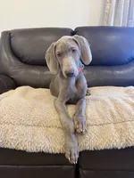 Big John , a male Weimaraner for sale in Elkton, KY – 5 of 10