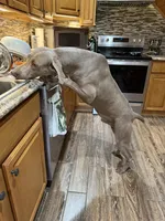 Stephanie, a female Weimaraner for sale in Elkton, KY – 6 of 6