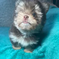 Trisha, a female Pomeranian and Yorkshire Terrier for sale in Elkton, KY – Photo 3 of 3