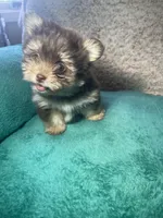 Trisha, a female Pomeranian and Yorkshire Terrier for sale in Elkton, KY – Photo 1 of 3