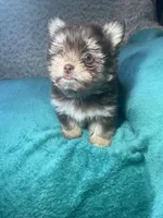 Trisha, a female Pomeranian and Yorkshire Terrier for sale in Elkton, KY – Photo 2 of 3