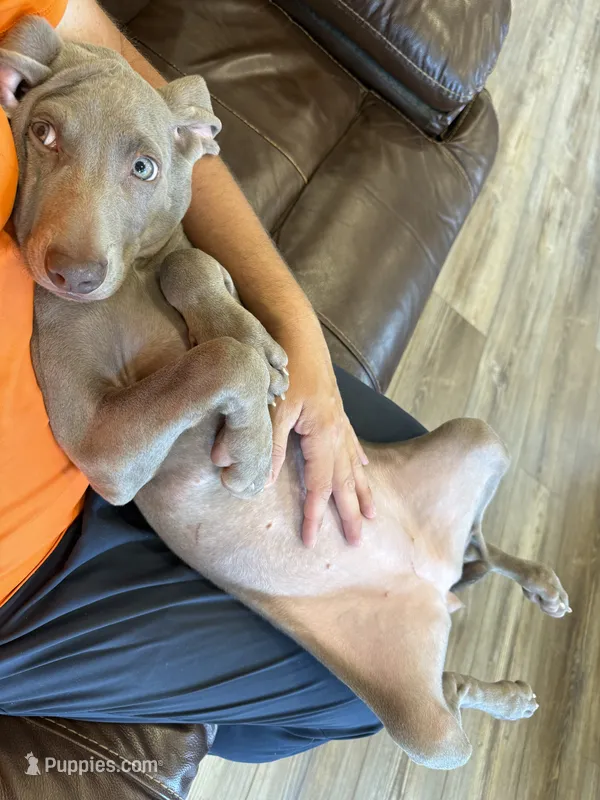 Jessica – Weimaraner puppy for sale in Elkton, KY