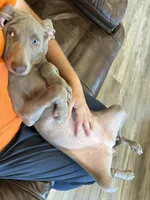 Jessica, a female Weimaraner for sale in Elkton, KY – 1 of 7