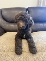 Lil John, a male Poodle - Standard  for sale in Elkton, KY – 6 of 7
