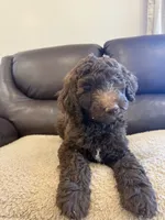 Lil John, a male Poodle - Standard  for sale in Elkton, KY – 1 of 7