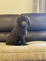 Lil John, a male Poodle - Standard  for sale in Elkton, KY – 4 of 7