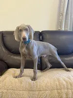 Thor , a male Weimaraner for sale in Elkton, KY – 4 of 7