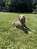 Sherlock, a male Weimaraner for sale in Elkton, KY – 5 of 9