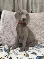 Thor, a male Weimaraner for sale in Elkton, KY – Photo 1 of 9