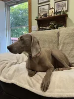Thor, a male Weimaraner for sale in Elkton, KY – Photo 7 of 9