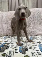 Thor, a male Weimaraner for sale in Elkton, KY – Photo 3 of 9