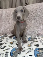 Thor, a male Weimaraner for sale in Elkton, KY – Photo 5 of 9