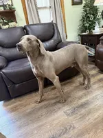 Thor, a male Weimaraner for sale in Elkton, KY – Photo 9 of 9